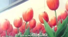 Brothers Conflict episodio 5