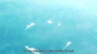 Pupipo! episodio 12