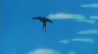 Urusei Yatsura episodio 215
