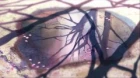 Byousoku 5 Centimeter episodio 1