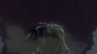 Silent Mobius episodio 13