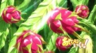 Asobi ni Iku yo! episodio 5