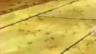Peace Maker Kurogane episodio 24