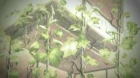 Tsuki wa Higashi ni Hi wa Nishi ni: Operation Sanctuary episodio 7