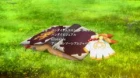 Tales of Zestiria the X (2017) episodio 8