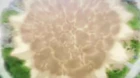 Tsugu Tsugumomo episodio 12