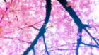 Magia Record: Mahou Shoujo Madoka☆Magica Gaiden (TV) 2nd Season episodio 4