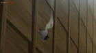 Revenger episodio 11