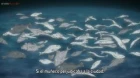 Kyokou Suiri Season 2 episodio 7