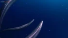 Itai no wa Iya nano de Bougyoryoku ni Kyokufuri Shitai to Omoimasu. 2 episodio 5