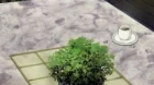 Haibane Renmei episodio 6