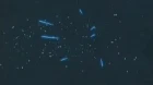 Xenosaga The Animation episodio 5