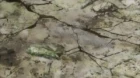 Brave 10 episodio 12