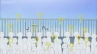 Kaichou wa maid sama! episodio 17